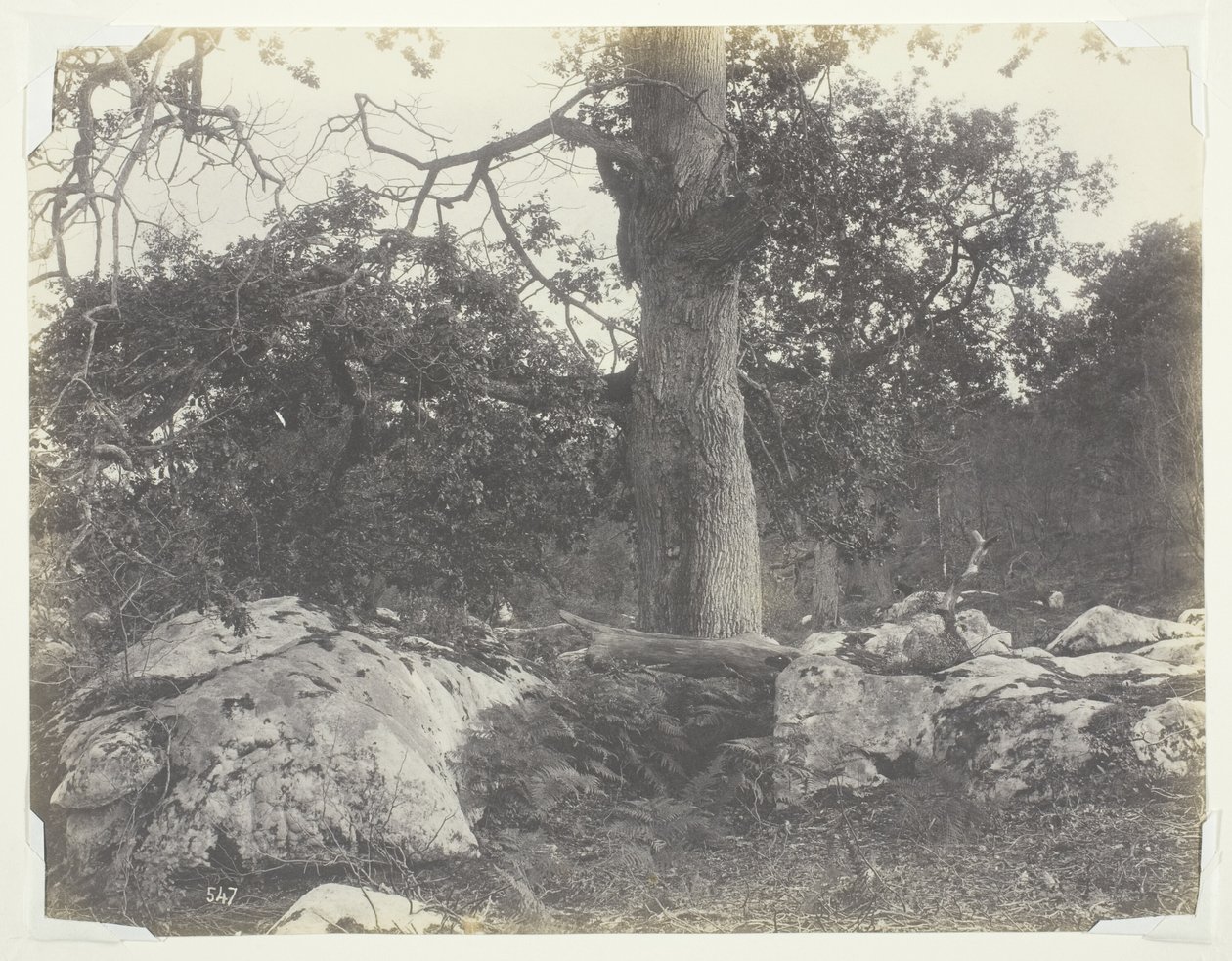Les a skály, Fontainebleau od Achille Quinet