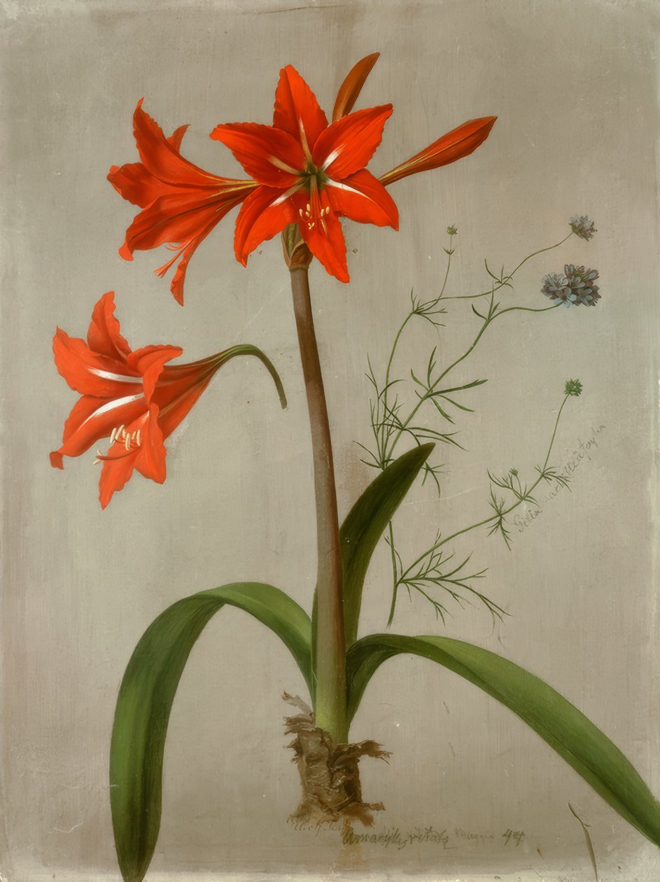 Amaryllis a Gilia od Adolf Senff