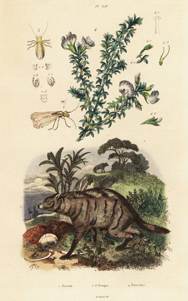 Aardwolf, arabský hrášek a veš. od Adolph (after) Fries