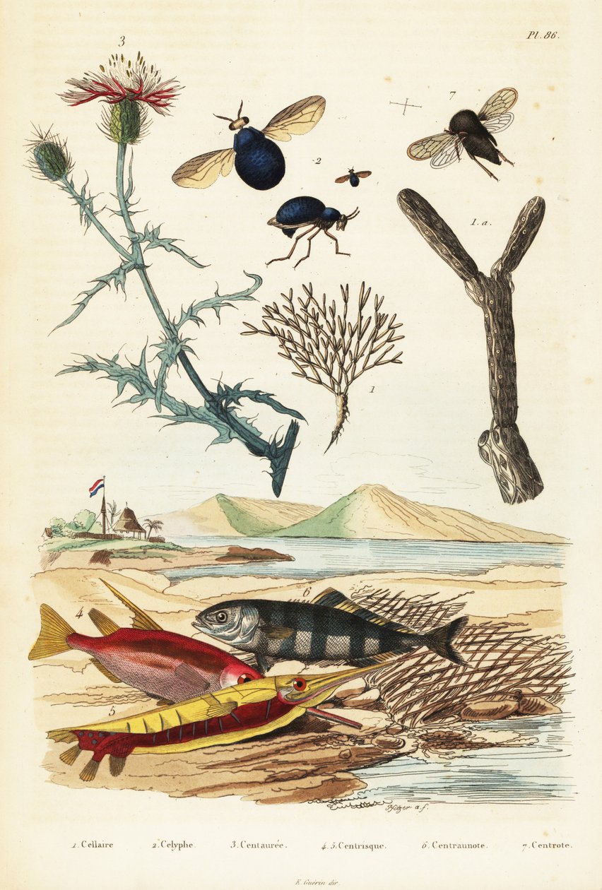 Knapweed, fish and brouk mouchy., 1834-1839 (rytina) od Adolph (after) Fries