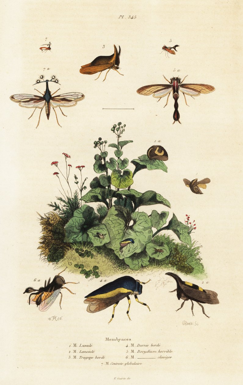 Treehoppers., 1834-1839 (rytina) od Adolph (after) Fries