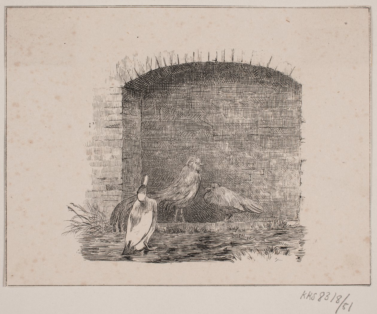 Kuřata a kachny od Johan Adolph Kittendorff