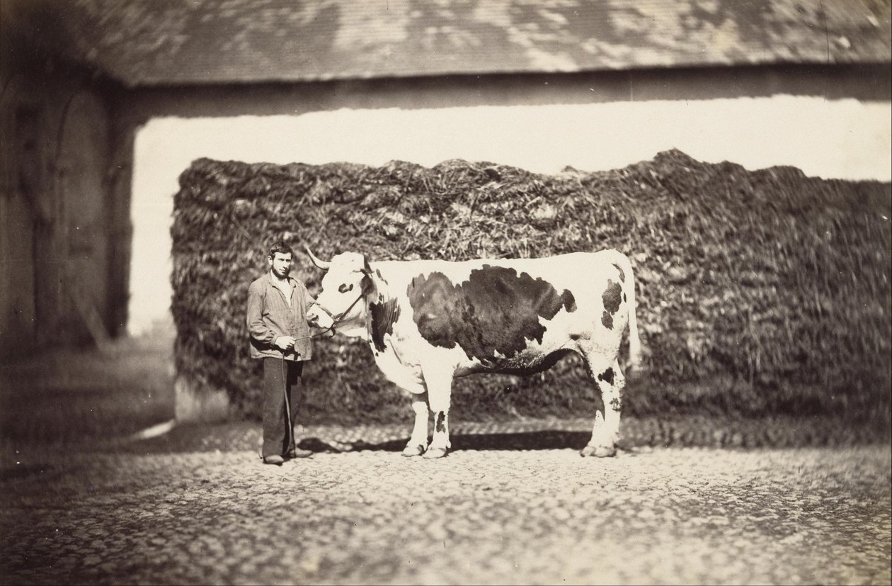Prize Bull od Adolphe Braun