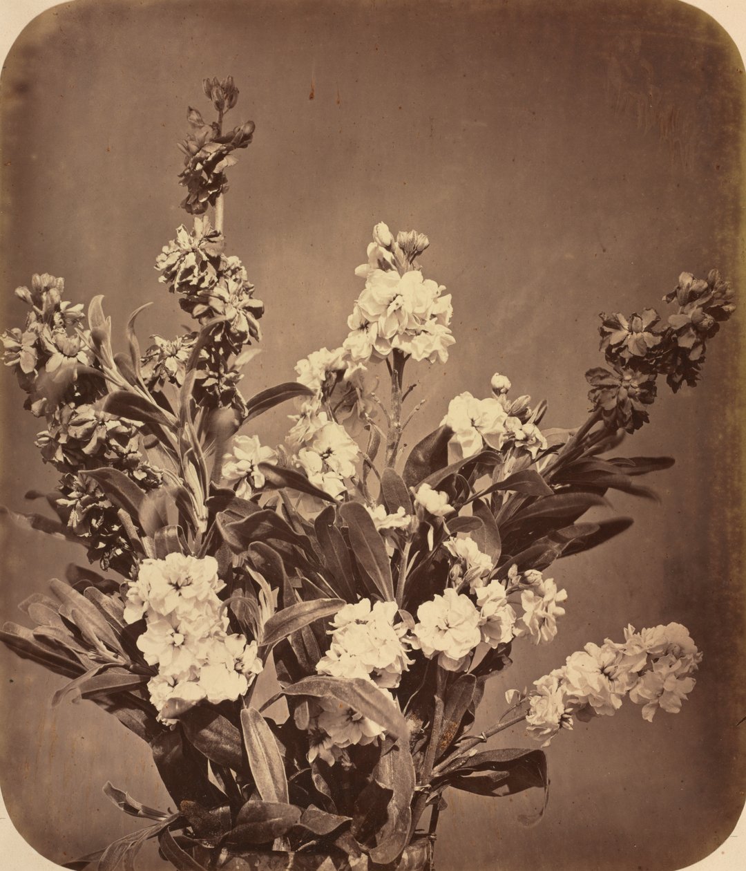 Kytice od Adolphe Braun