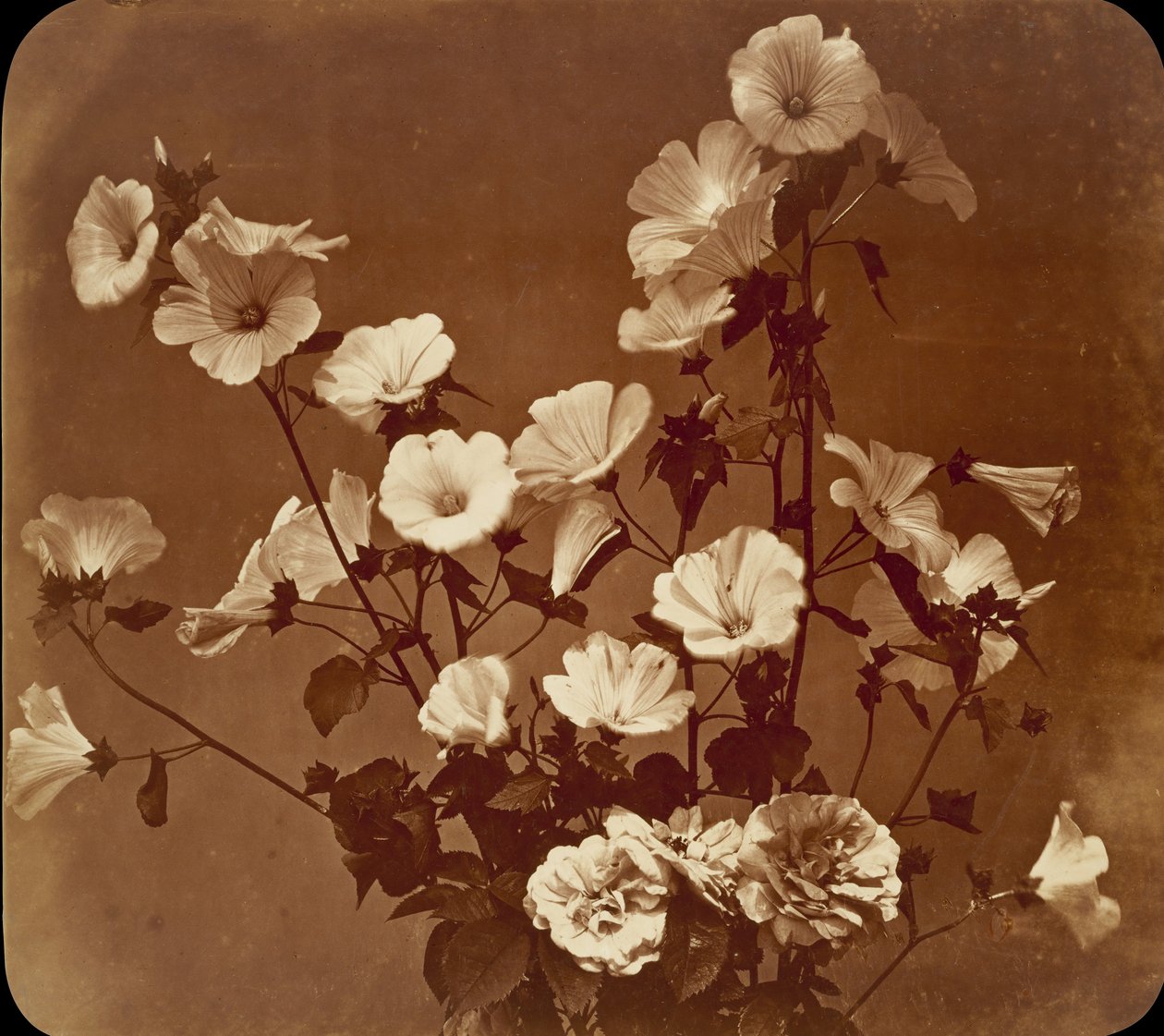 [Květinová studie, Rose of Sharon], ca. 1854. od Adolphe Braun