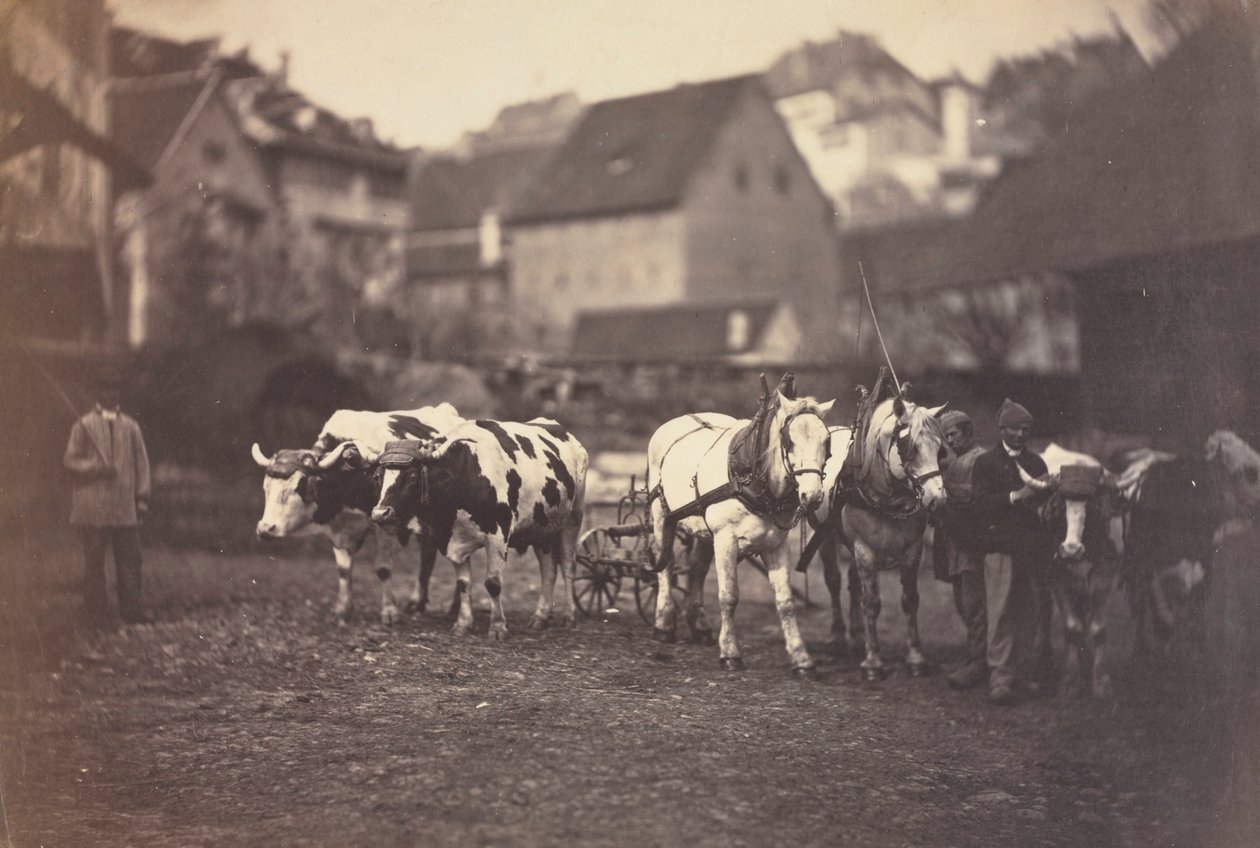 Hospodářská zvířata bez názvu, 50. léta 19. století. od Adolphe Braun