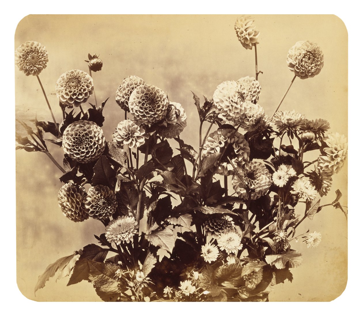 Bez názvu, c. 1860 (tisk alba) od Adolphe Braun