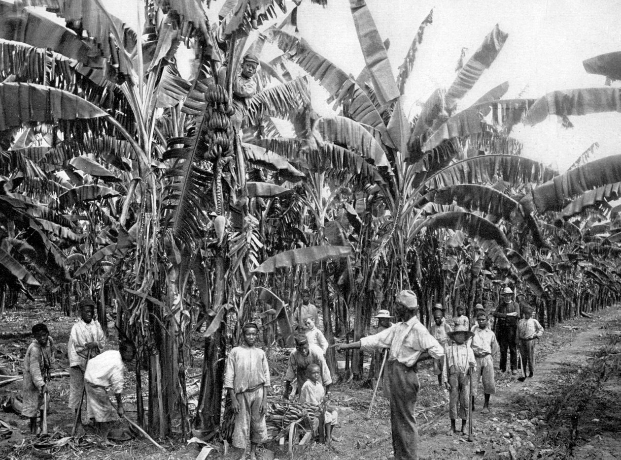 Banánová plantáž, Jamajka, c1905. od Adolphe Duperly and Son