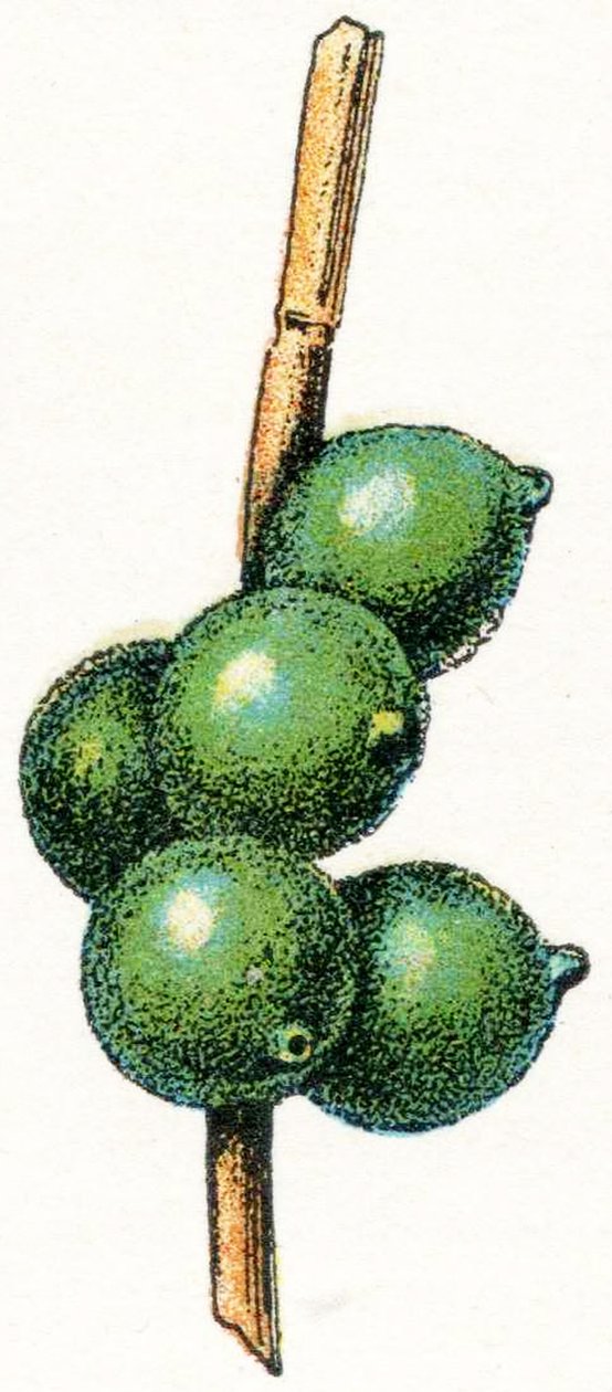 Sépiová vejce od Adolphe Philippe Millot
