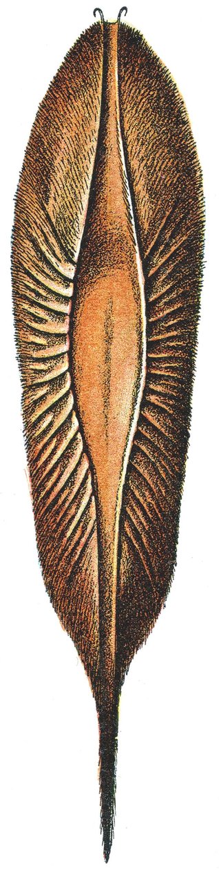 Vaječný případ chiméry od Adolphe Philippe Millot