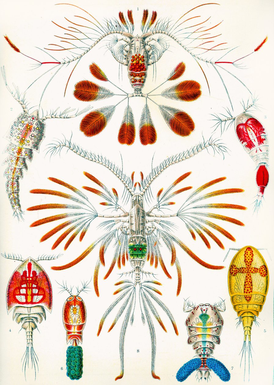 Ilustrace Copepods, c.1909 od Adolphe Philippe Millot