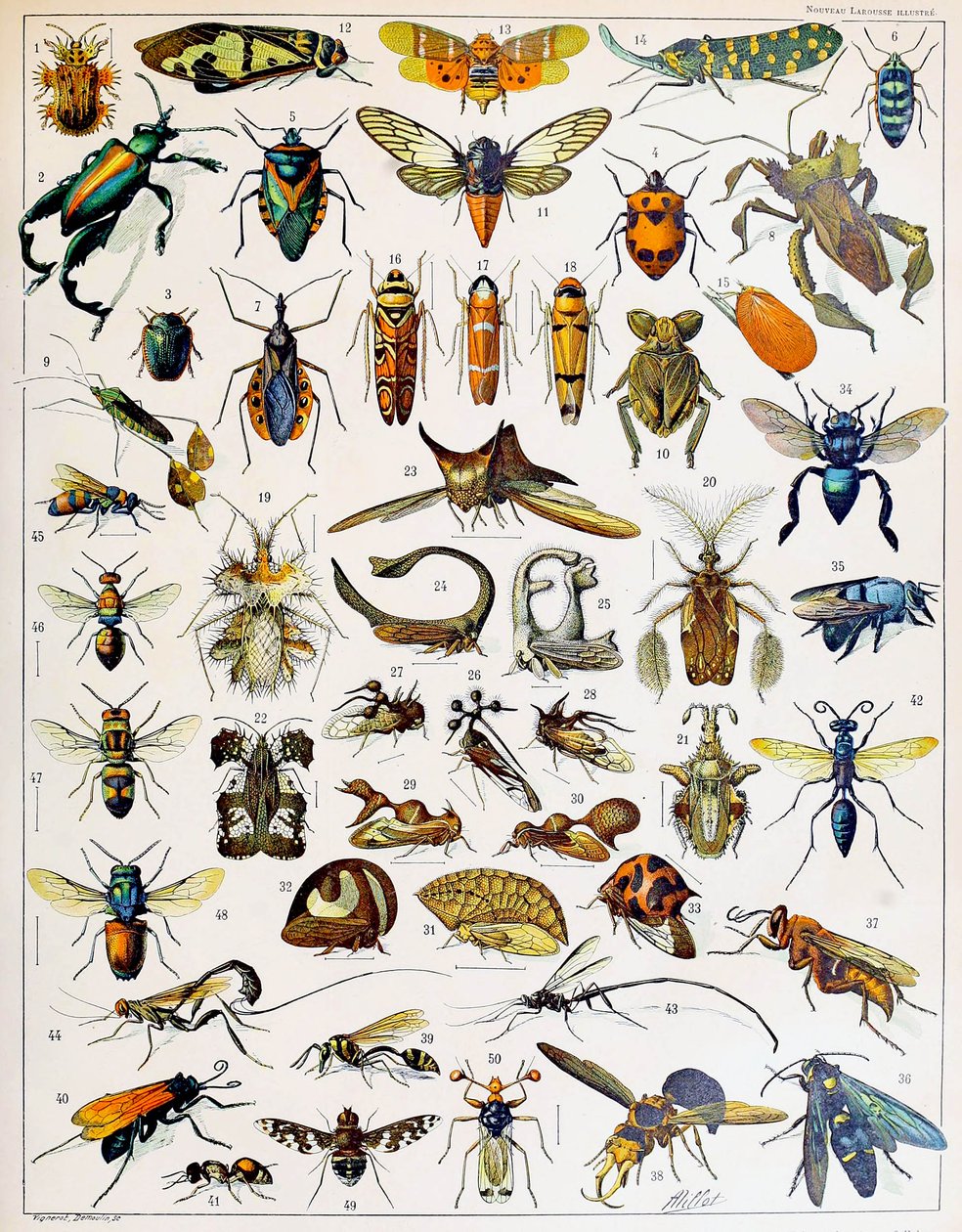Ilustrace hmyzu c.1923 od Adolphe Philippe Millot