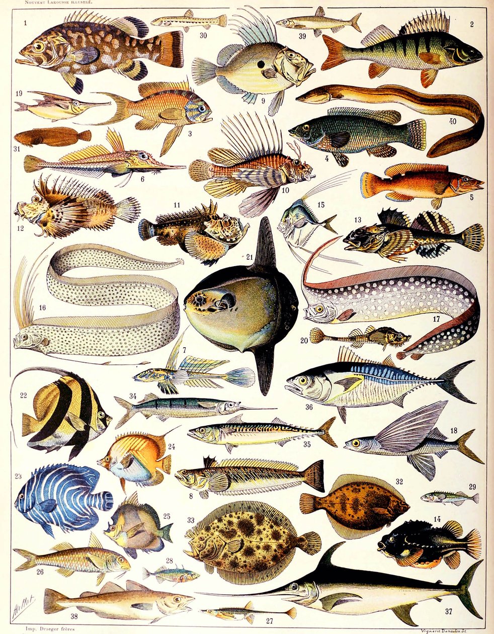 Ilustrace mořských ryb c.1923 od Adolphe Philippe Millot