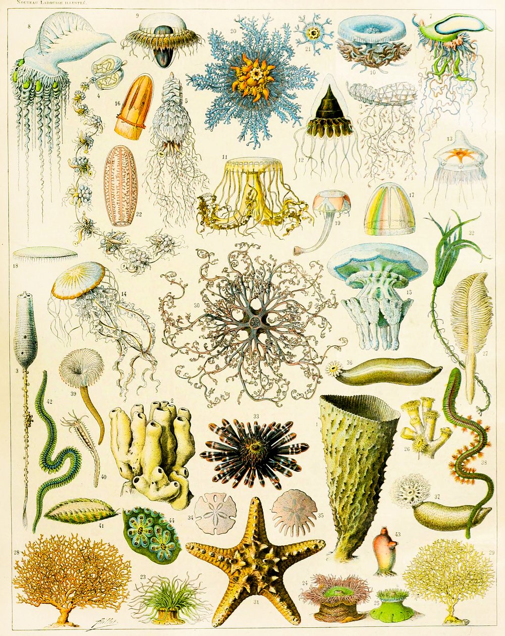 Ilustrace mořských organismů c.1923 od Adolphe Philippe Millot