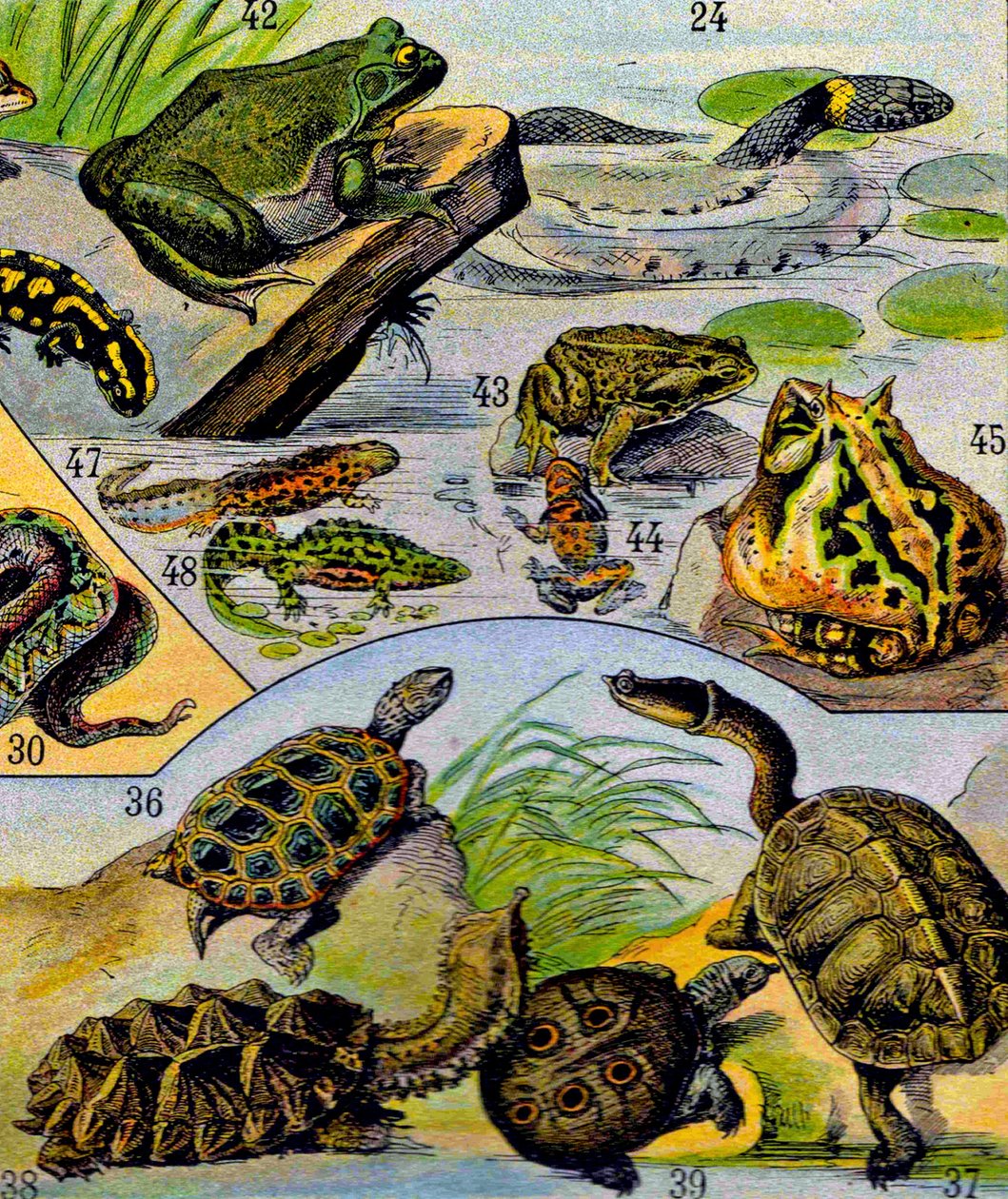 Ilustrace plazů a obojživelníků c.1923 od Adolphe Philippe Millot
