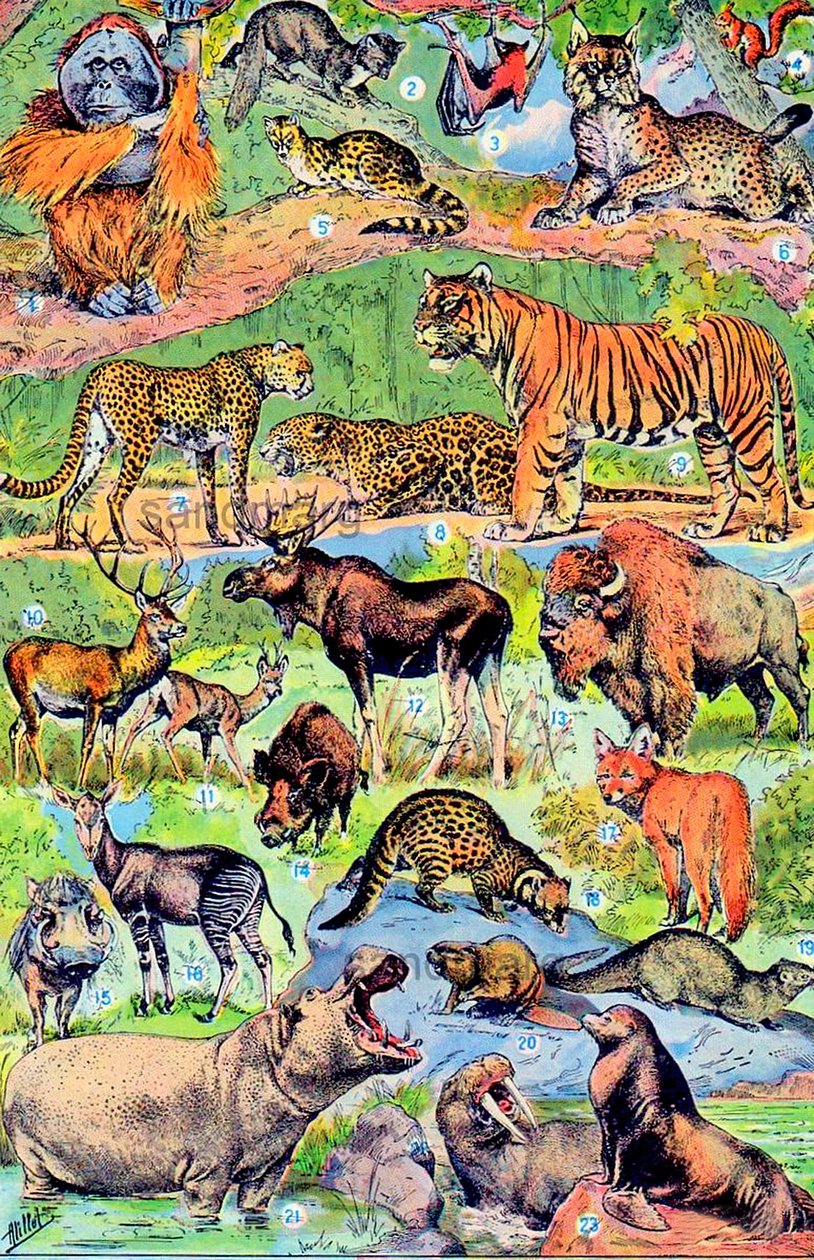 Ilustrace divokých zvířat c.1923 od Adolphe Philippe Millot