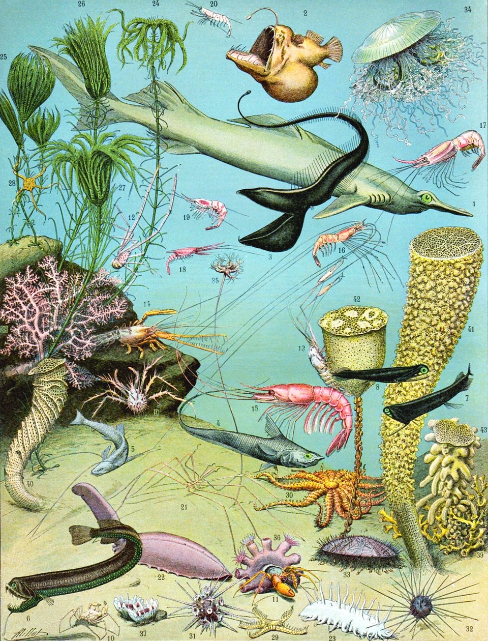 Ilustrace hlubinného ekosystému c.1923 od Adolphe Philippe Millot