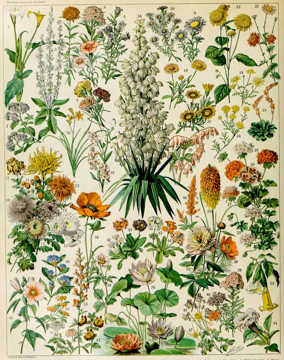 Ilustrace kvetoucích rostlin c.1923 od Adolphe Philippe Millot