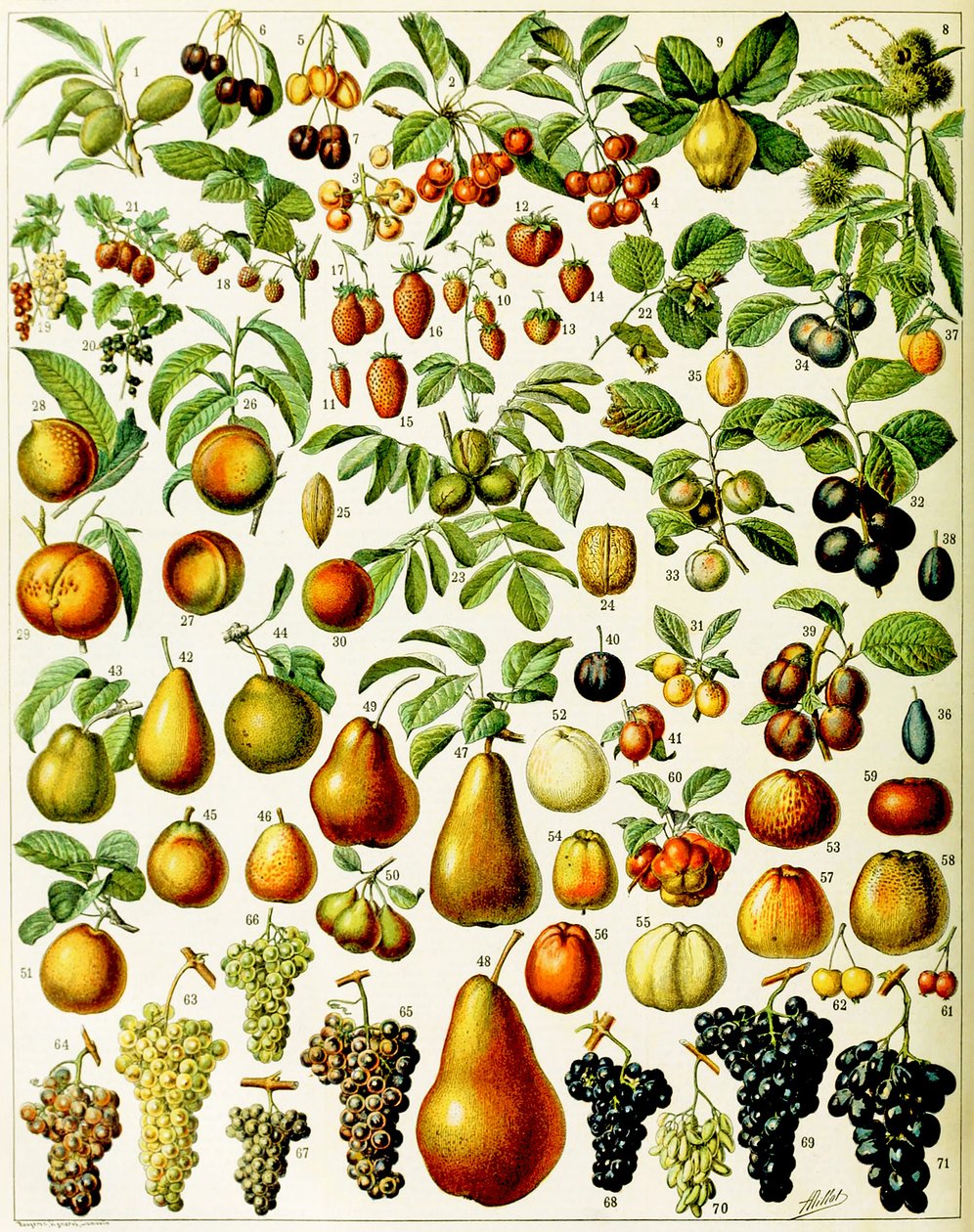 Ilustrace ovoce c.1923 od Adolphe Philippe Millot