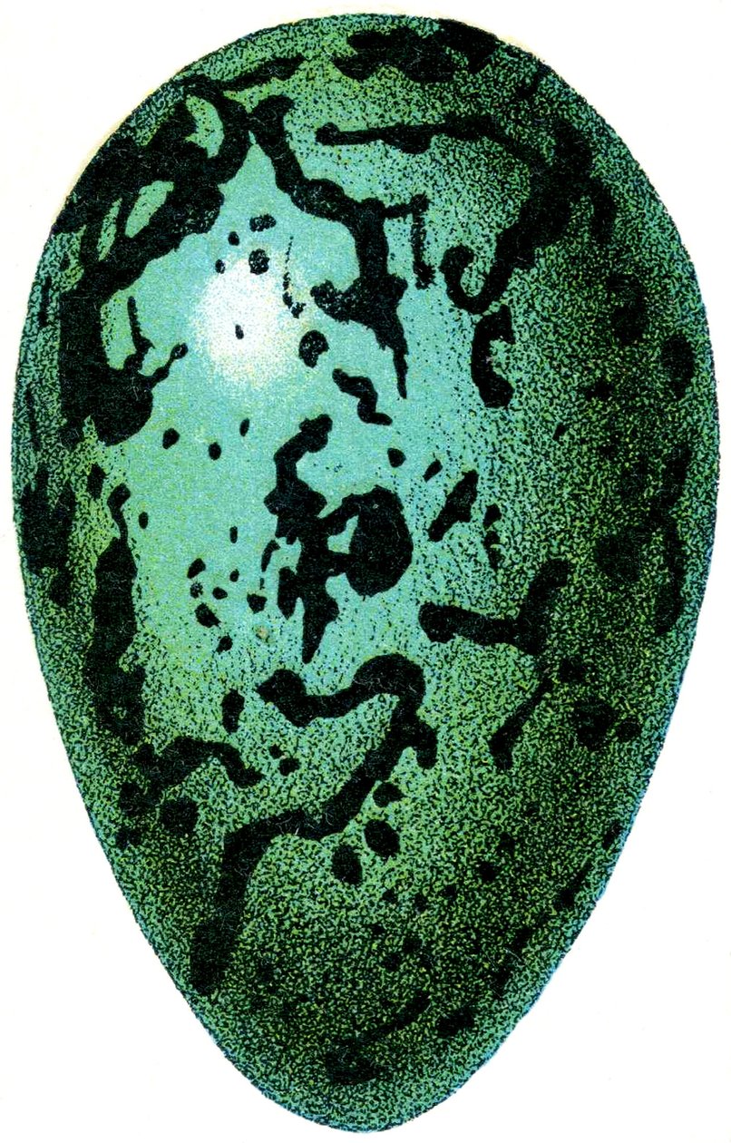 Puffin Egg, 1923 od Adolphe Philippe Millot