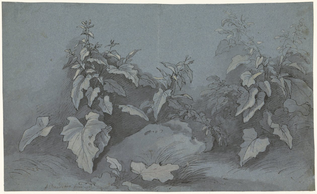 Studie rostlin od Adriaan Boudewyns