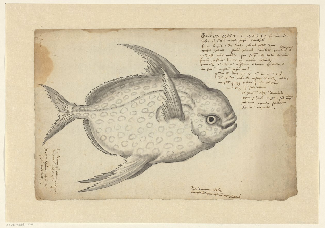 Kingfish od Adriaen Coenen