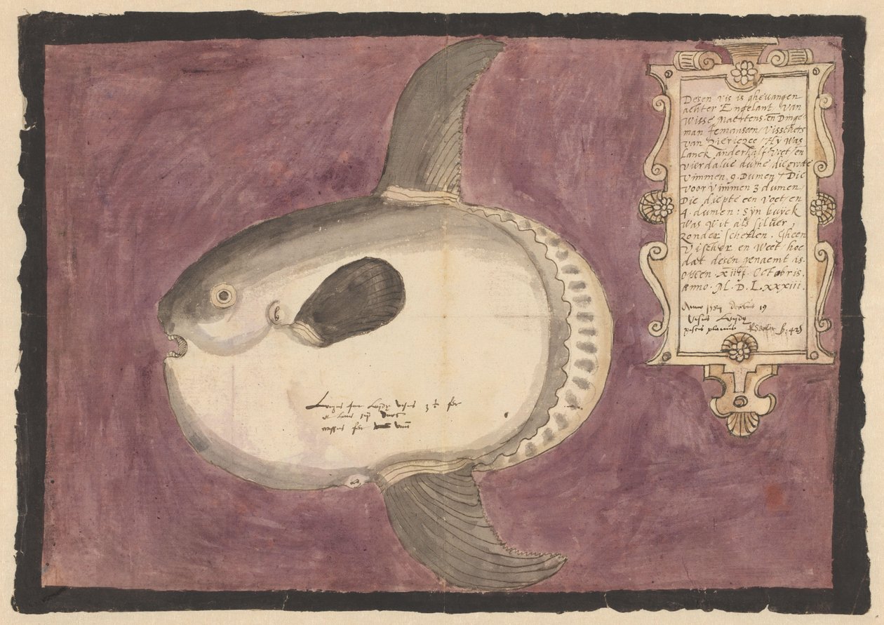 Slunečnice oceánská (Mola mola) od Adriaen Coenen