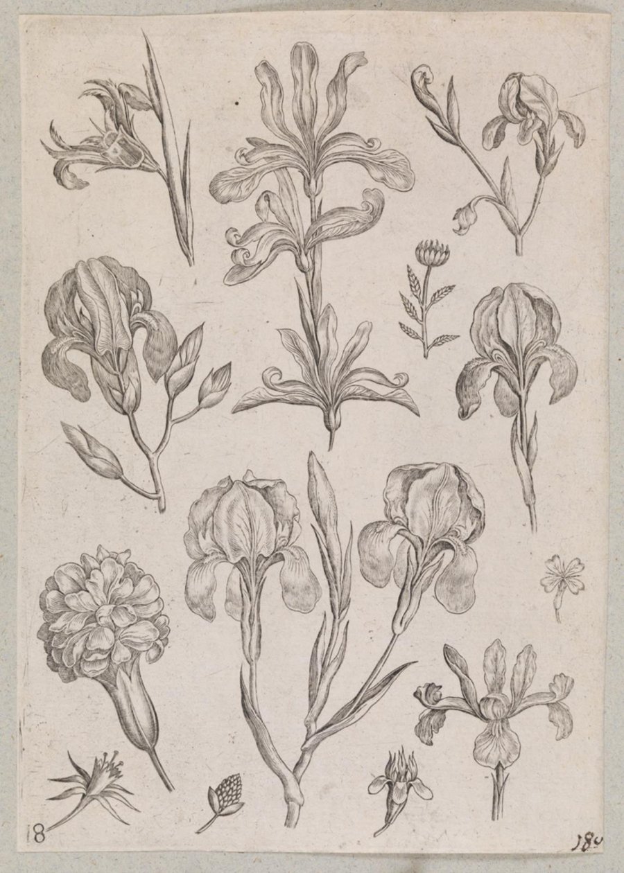 Kosatce od Adriaen Collaert