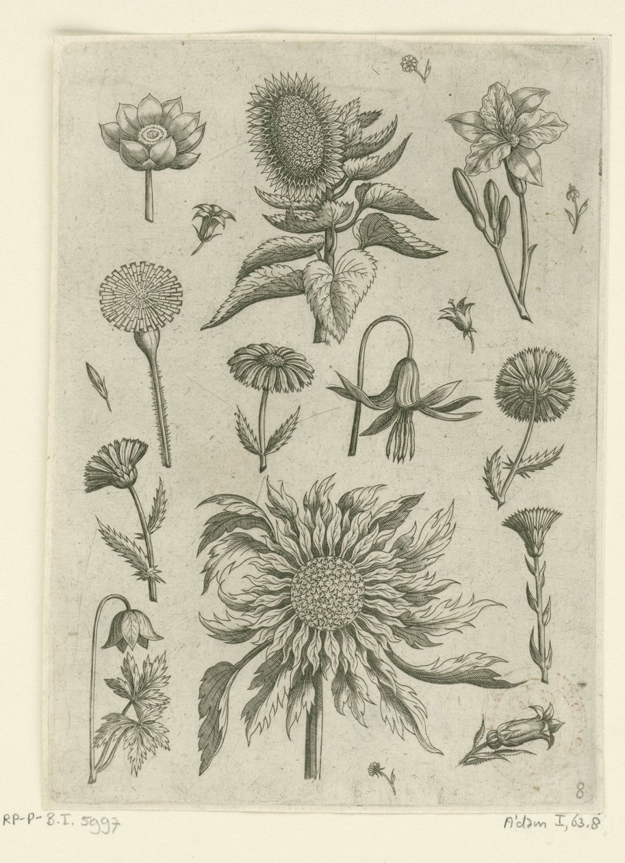 Slunečnice a jiné květiny. Florilegium (název série) od Adriaen Collaert