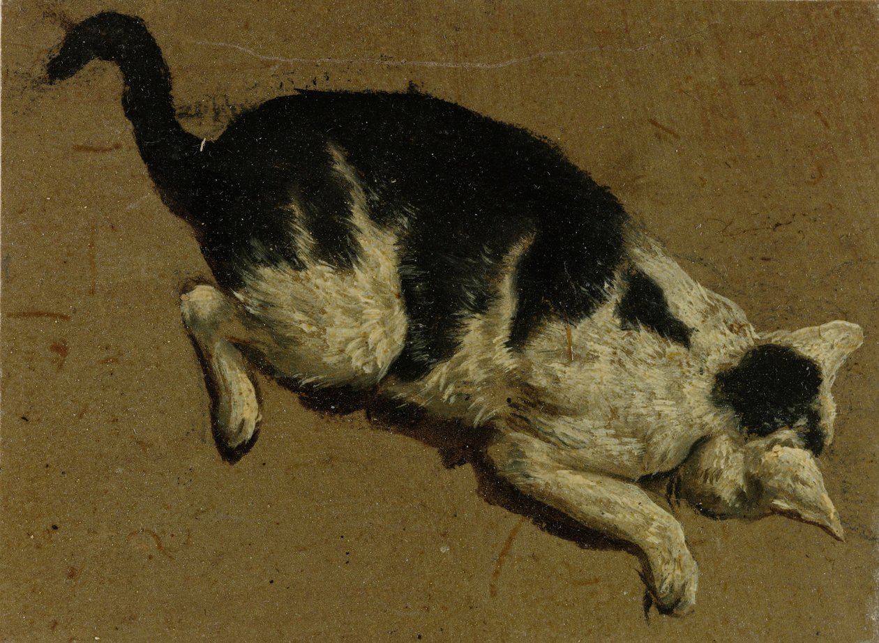 Kočka shora (kresba štětcem) od Adriaen van de Velde
