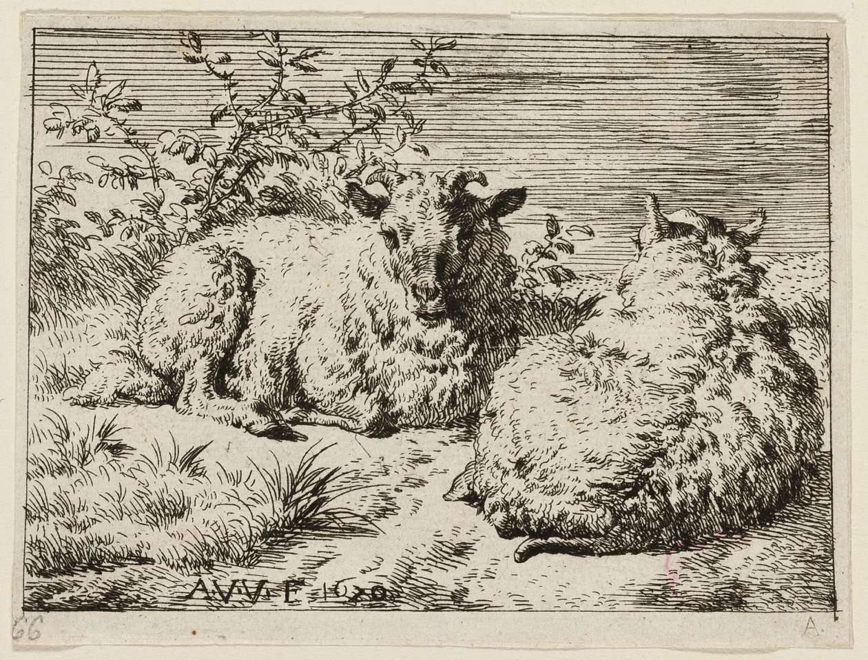 Dvě ovce od Adriaen van de Velde