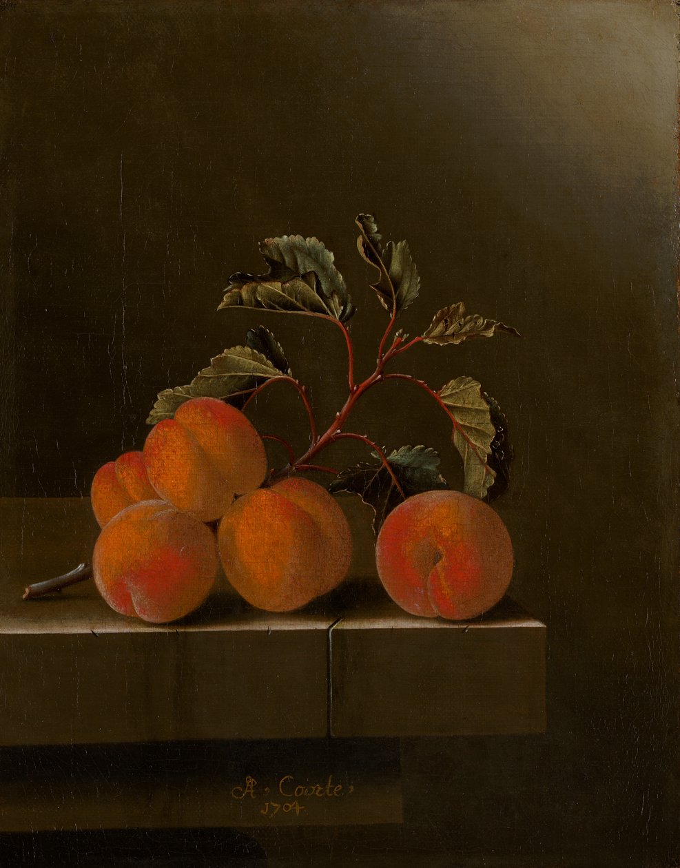 Zátiší s pěti meruňkami, 1704 od Adrian Coorte
