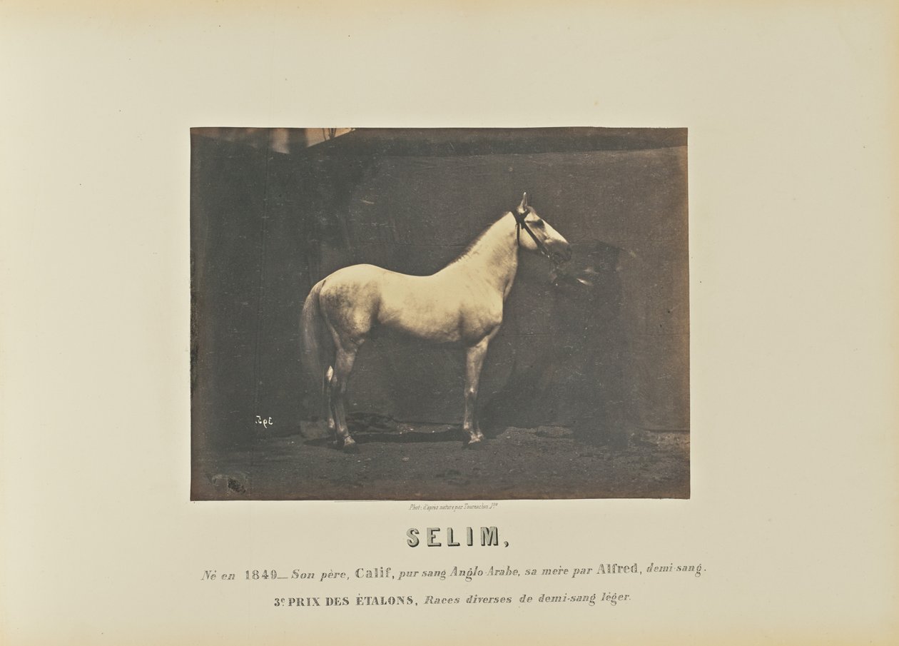 Selim od Adrien Alban Tournachon