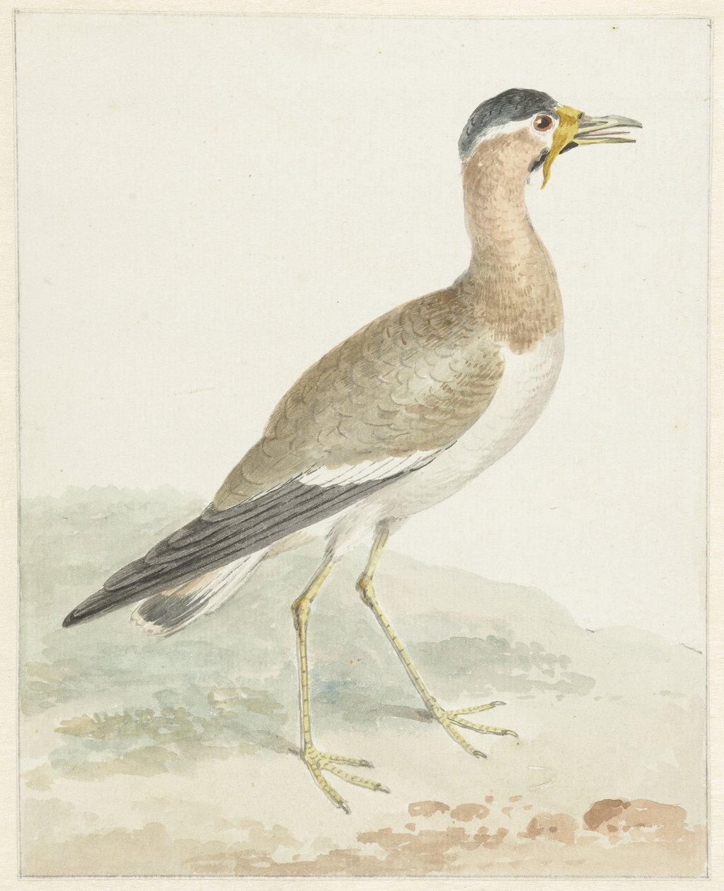 Čejka žlutomilá od Aert Schouman (possibly)