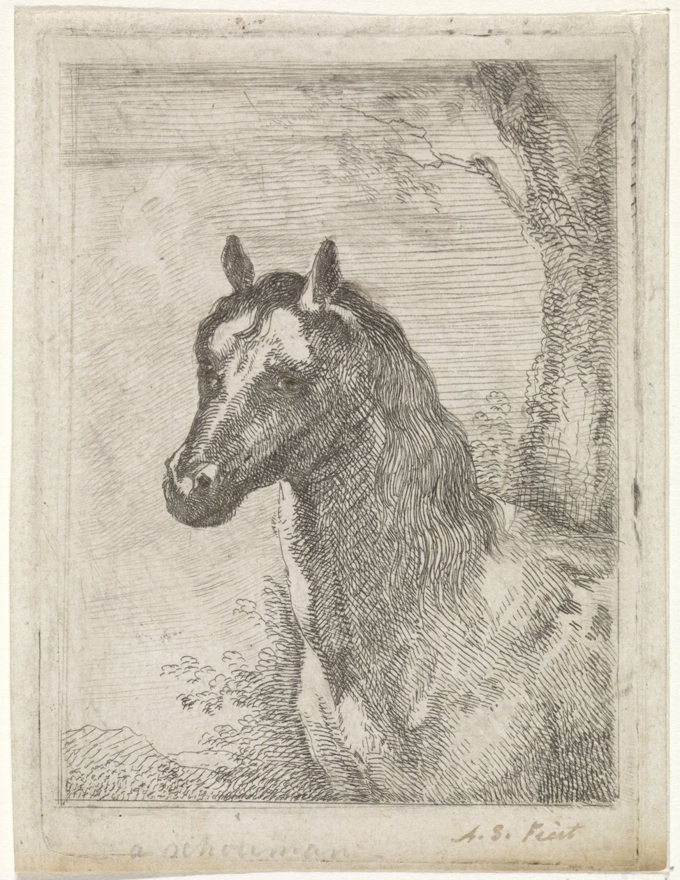 koňská hlava od Aert Schouman (signed by artist)