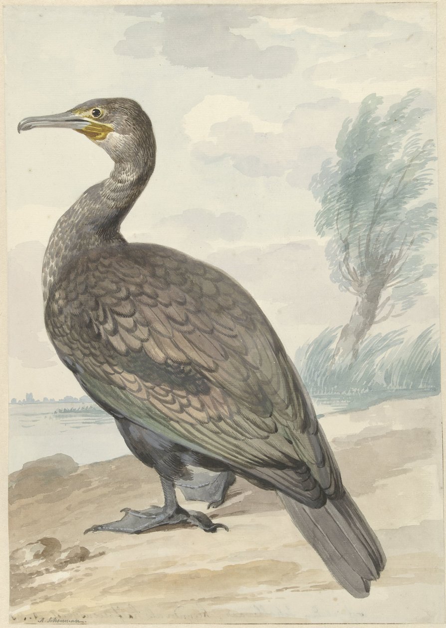 Kormorán od Aert Schouman