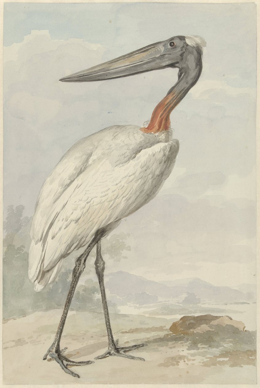 Jabiroe (Jabiroe mycteria) od Aert Schouman