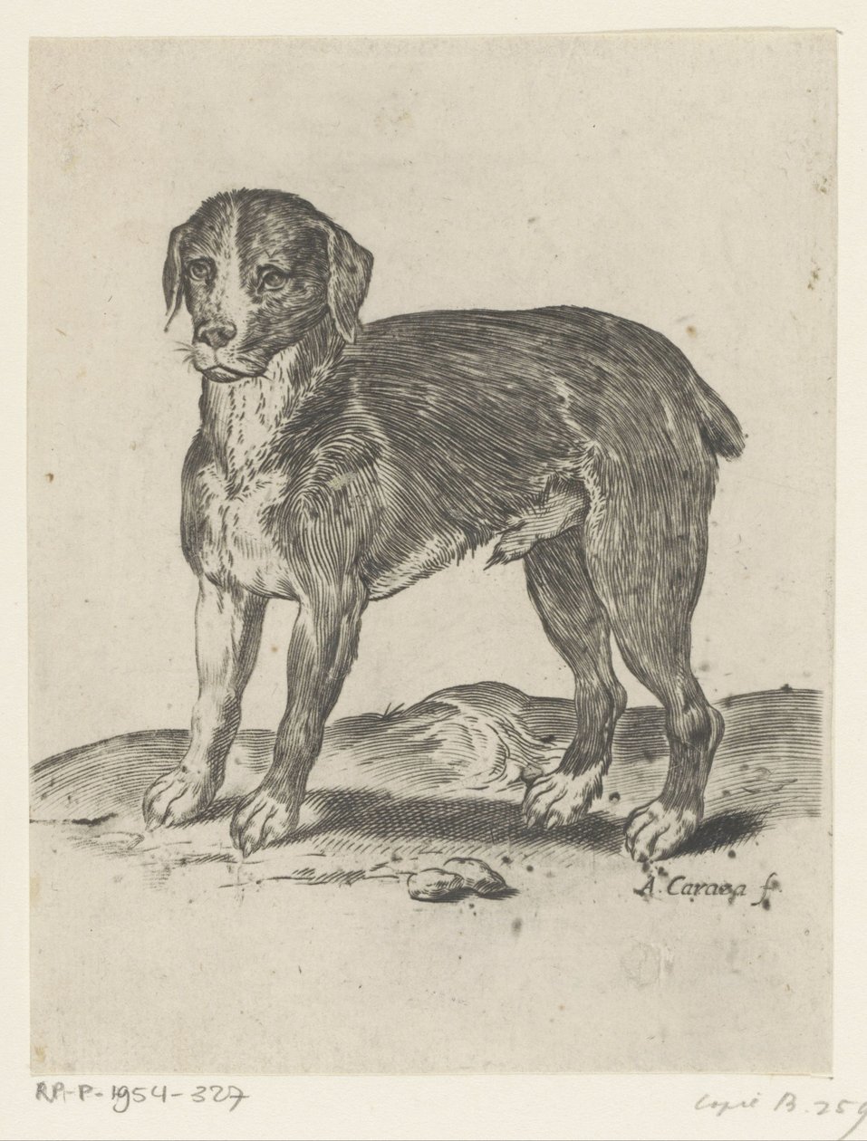 stojící pes od Agostino Carracci