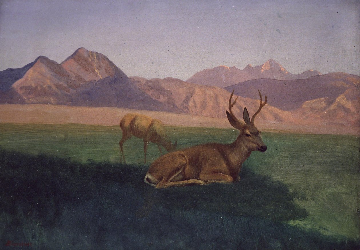 Jelen od Albert Bierstadt