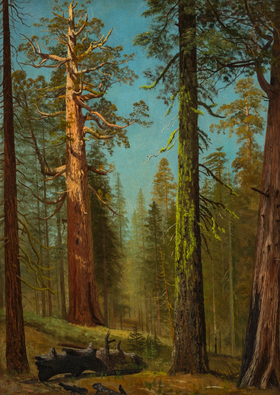 Grizzly Giant Sequoia, Mariposa Grove, Kalifornie od Albert Bierstadt
