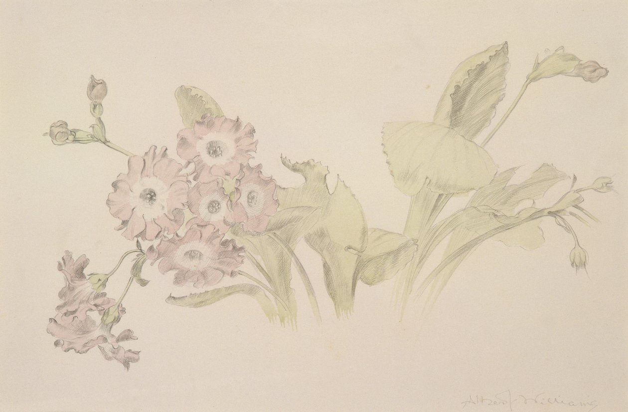 Auricula (wc a tužka na papíře) od Albert Williams