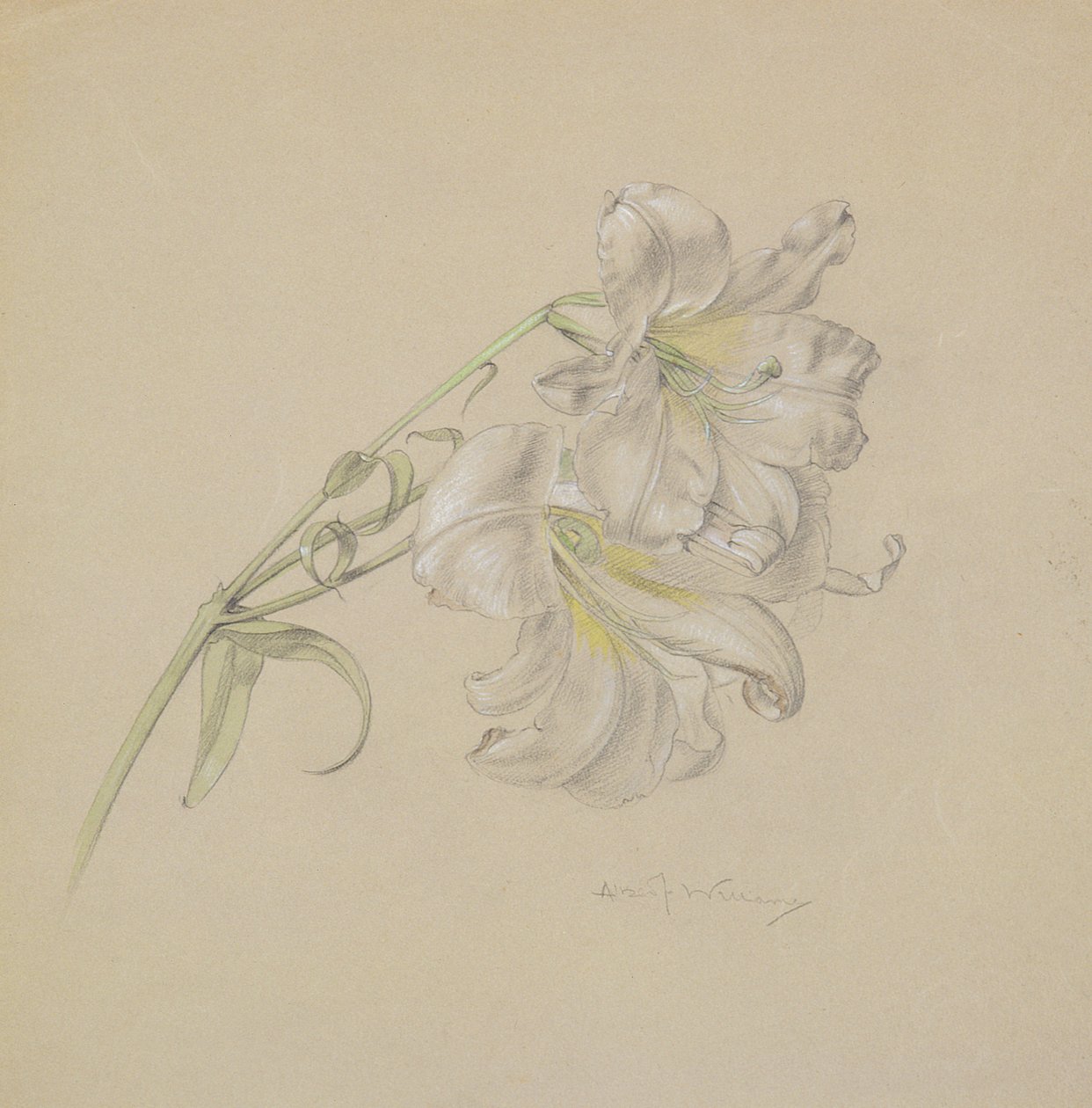 Lily (wc, křída a tužka na papíře) od Albert Williams