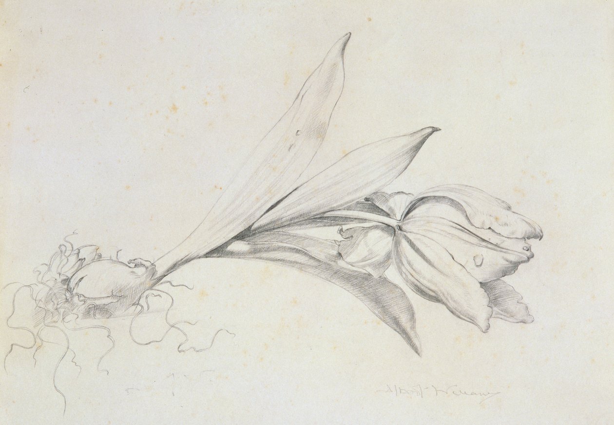 Tulipán od Albert Williams