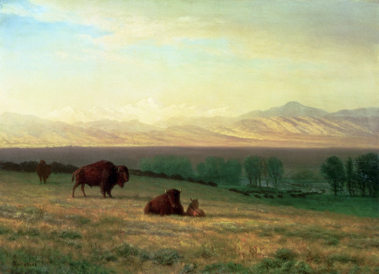 Buffalo on the Plains, c.1890 od Albert Bierstadt
