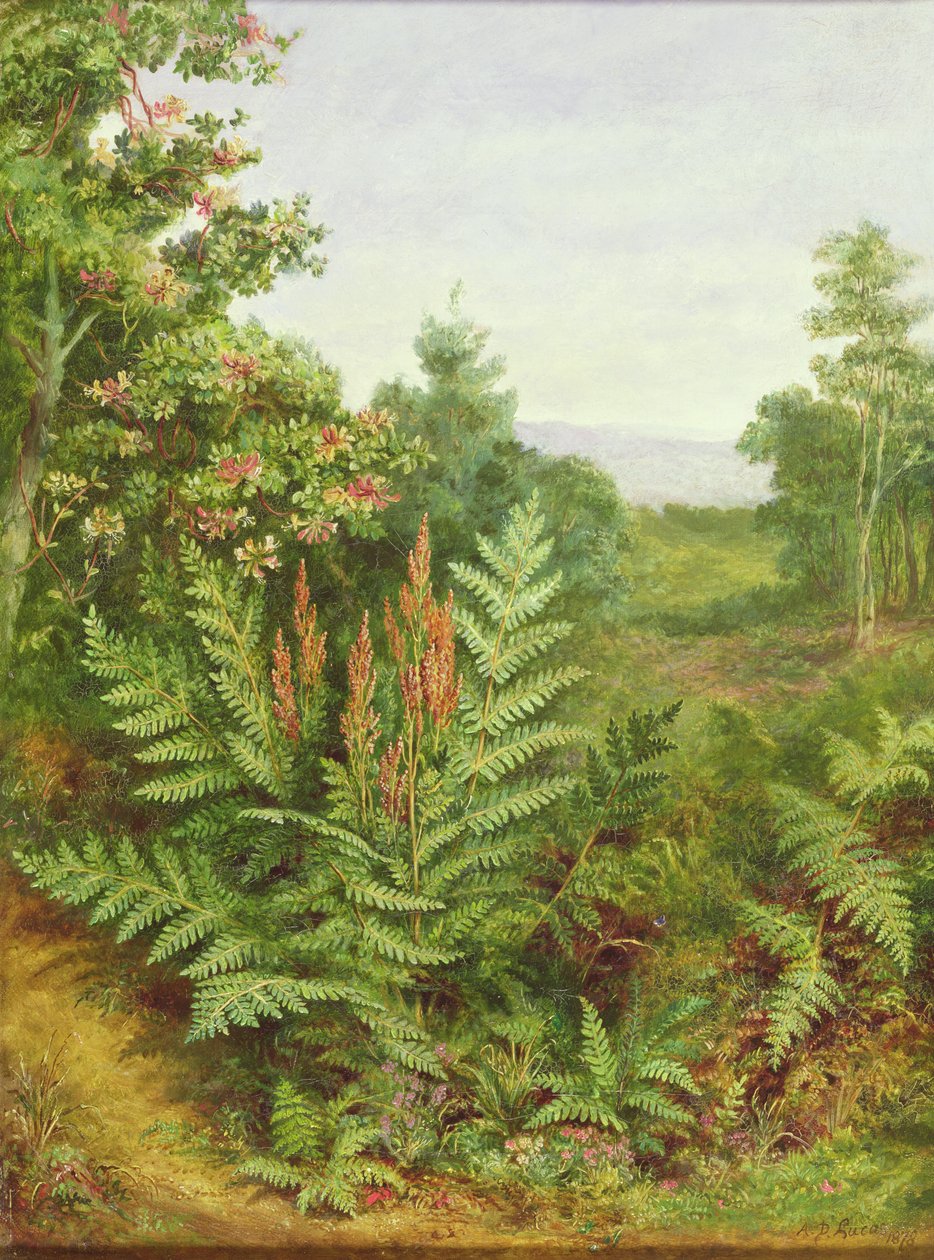 Zimolez a kapradiny od Albert Durer Lucas