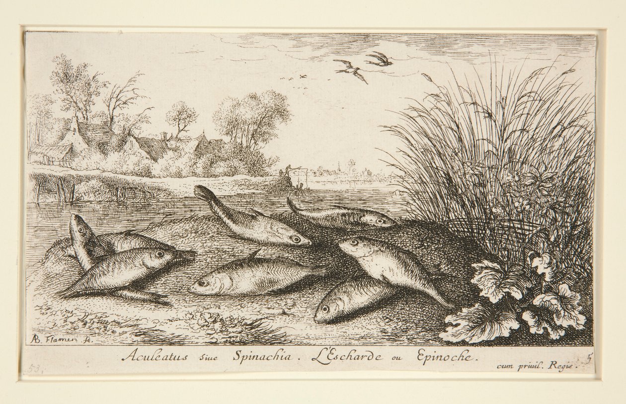 Aculeatus nebo Spinachia. L od Albert Flamen