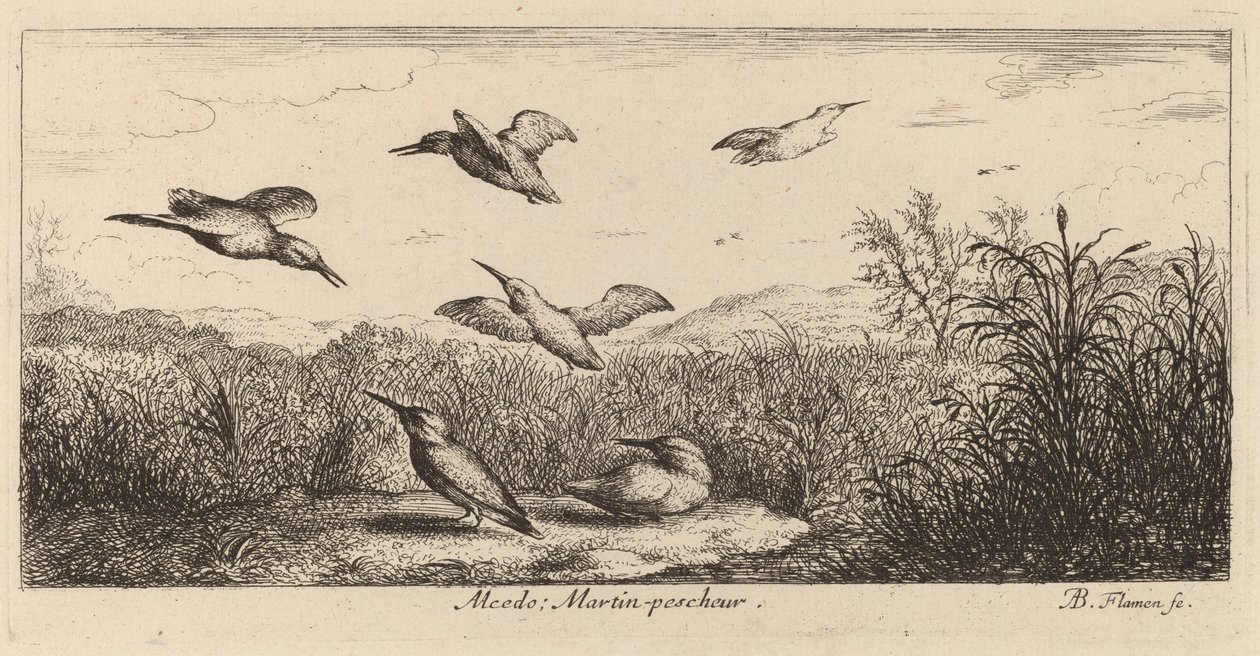 Alcedo, Ledňáček říční od Albert Flamen