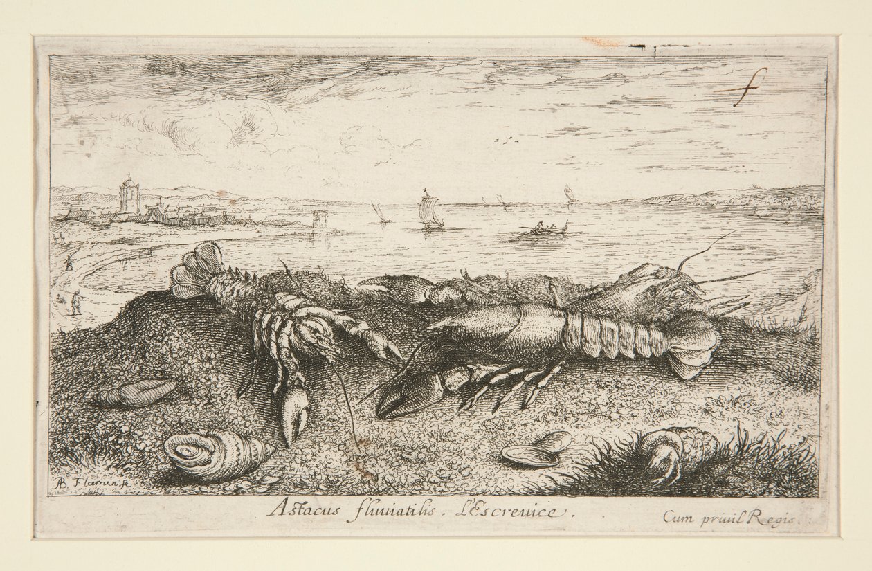 Astacus fluriatilis. L od Albert Flamen