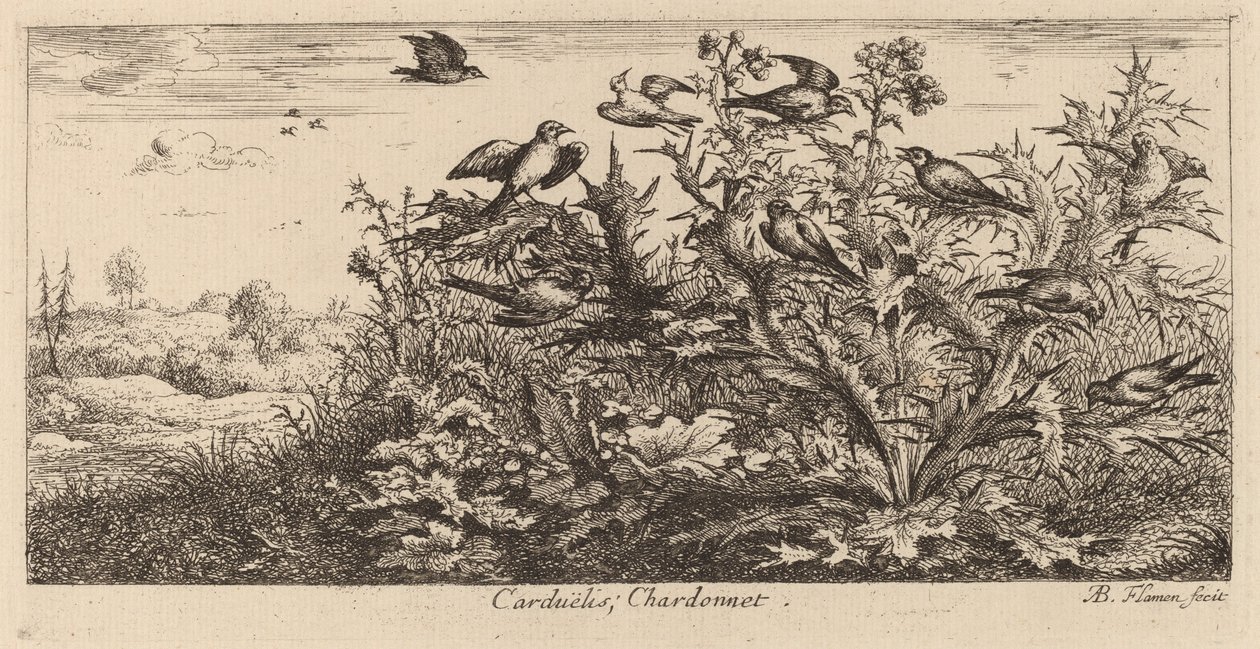 Carduelis, Stehlík od Albert Flamen