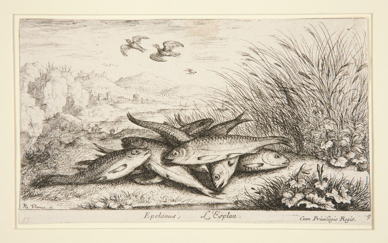 Epelanus, L od Albert Flamen